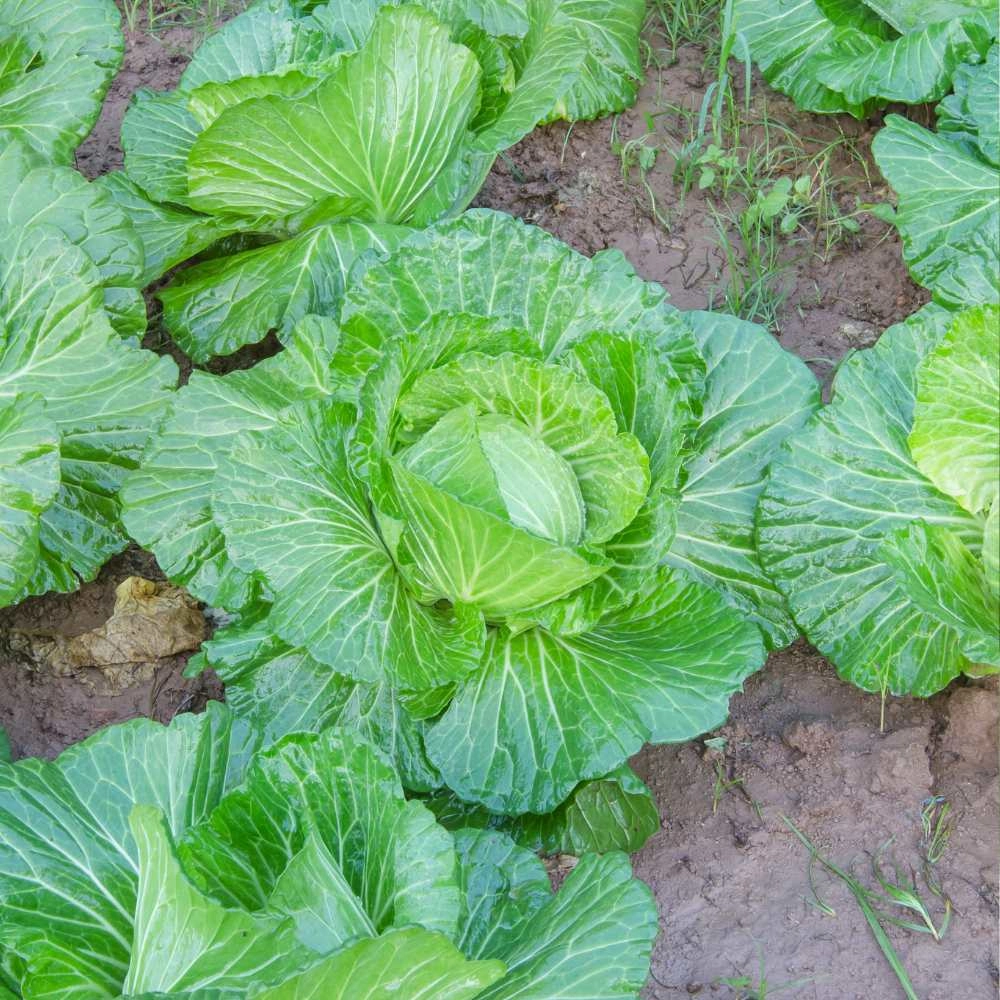 White cabbage / Brunswijker - 100 seeds