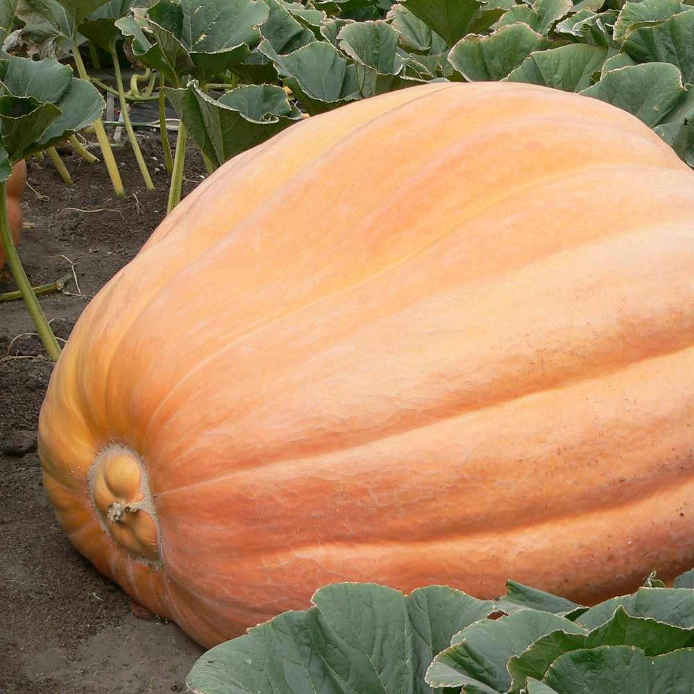 Pumpkin / Cucurbita maxima - Atlantic Giant - 5 seeds