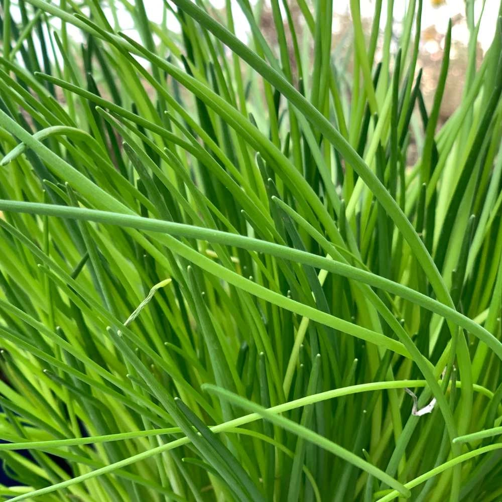 Chives / Polyvit - 200 seeds