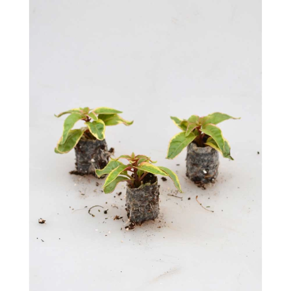 Fuchsia / Tom West - 3 plantes en motte