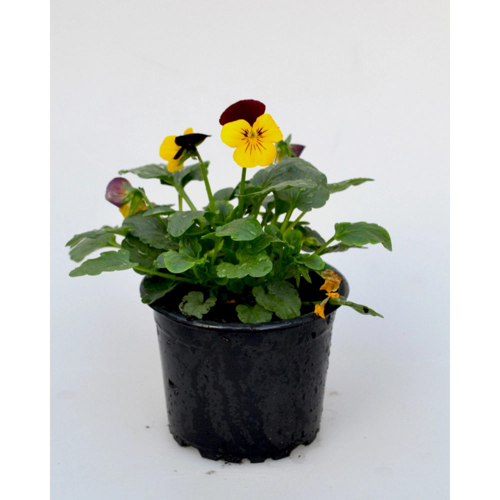 Pensée - Jaune-Rouge / Viola - 1 plante en pot