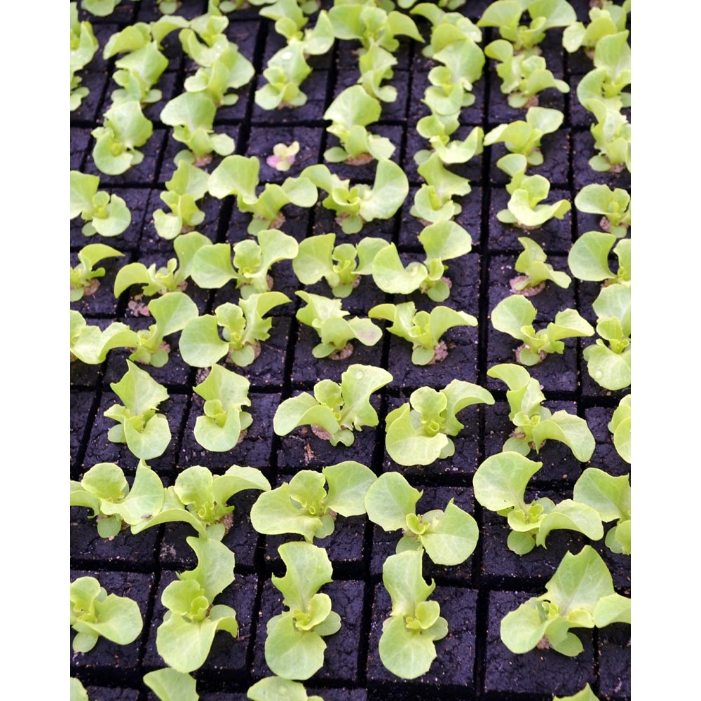 Oak leaf lettuce / Piro - various quantities