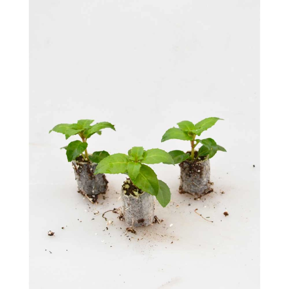 Fuchsia / Snowcap - Fuchsia cultivars - 3 plants in root ball