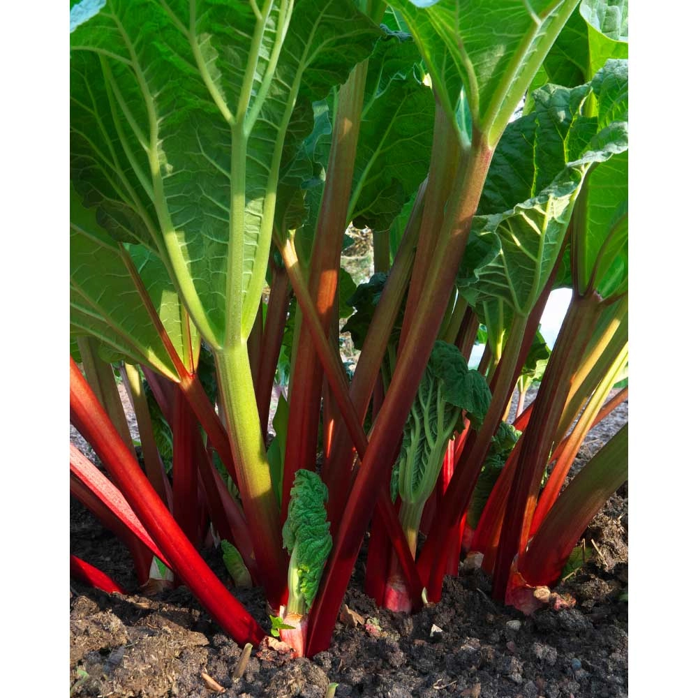 Rhubarb / Poncho® - Rheum rhabarbarum - 3 plants in root ball