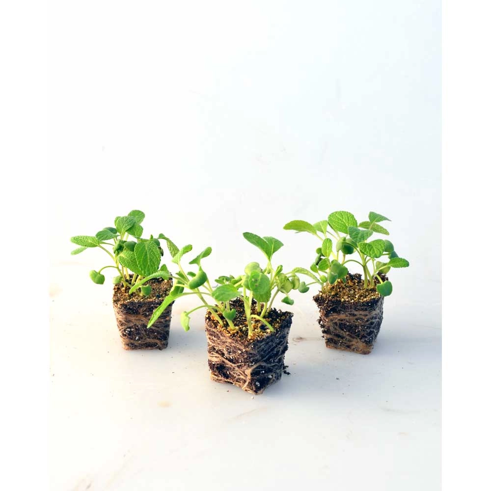 Salie / Salina - Salvia officinalis - 3 planten in kluit