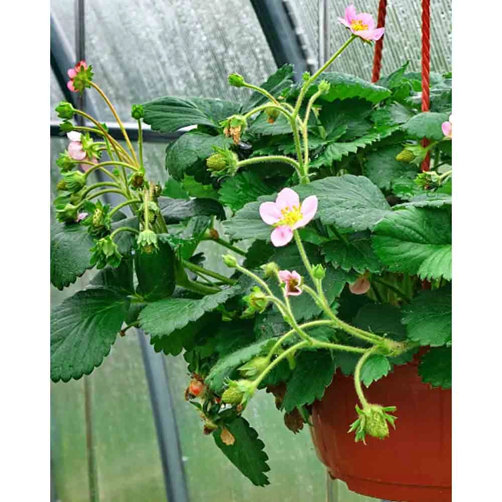 Aardbei / Rosana® F1 - 3 planten in kluit