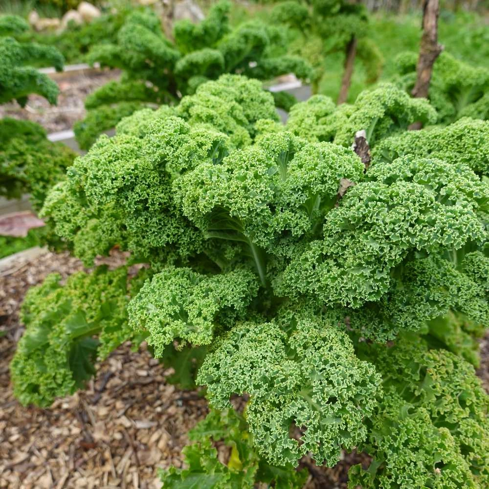 Kale / Semi-high green krauser - 200 seeds