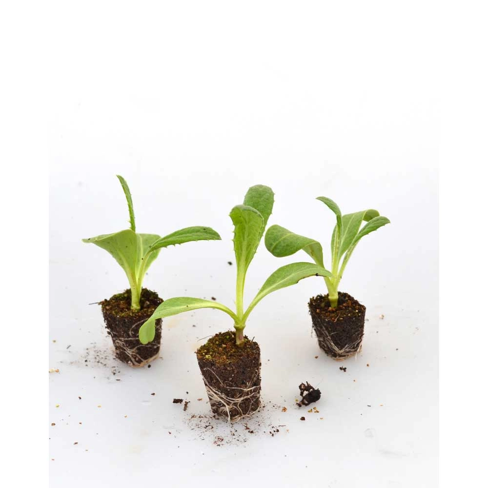 Artichoke / Imperial Star - 3 plants in root ball