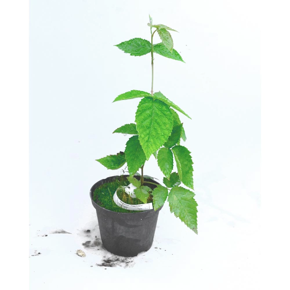 Brombeere / Coolaris® Early - 1 Pflanze im Topf