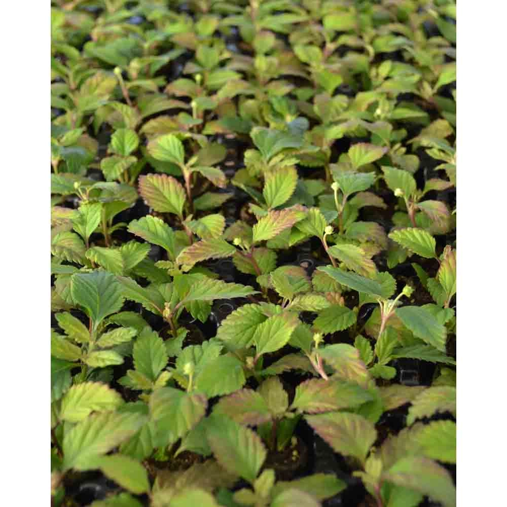 Azteckie słodkie ziele / Lippia dulcis - 3 rośliny w bryle korzeniowej