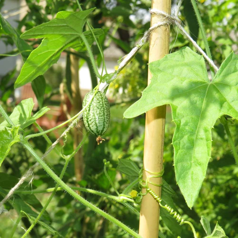 House cucumber / Mexican mini cucumber - 10 seeds