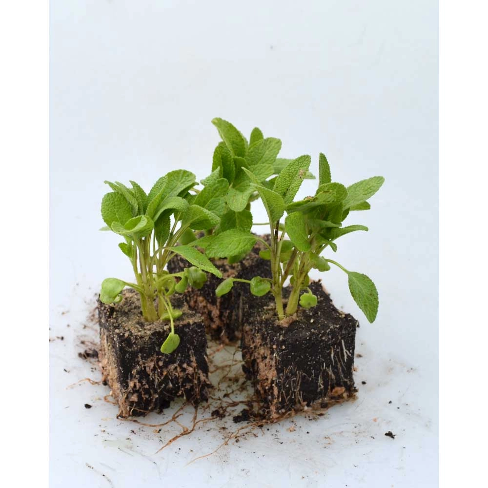 Sage - 6 plants in root ball
