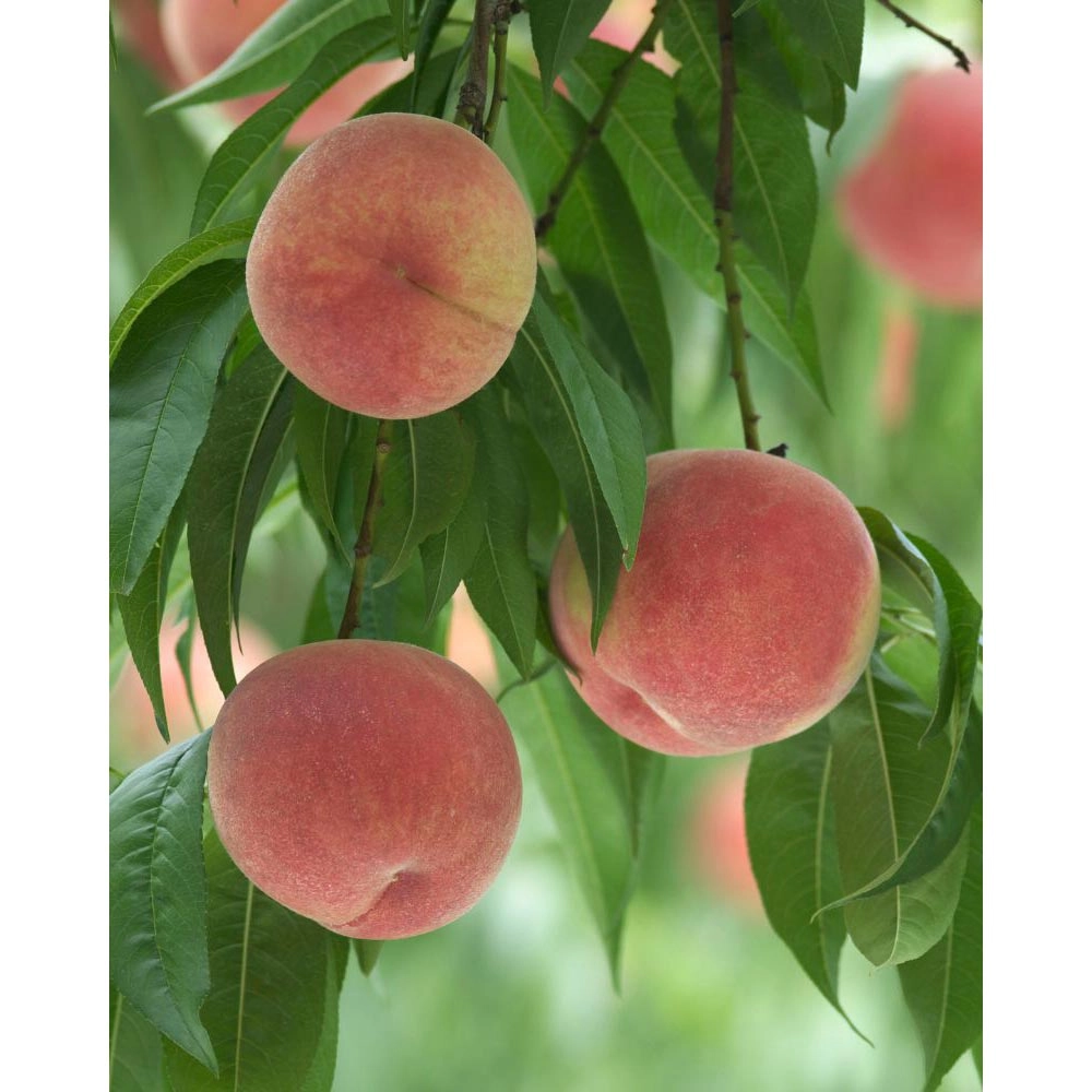 Peach / Fruit Me® Peach Me Red - 1 plant in pot