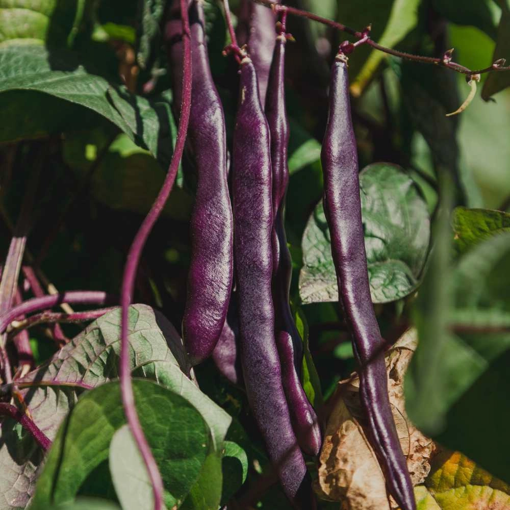 Bush bean / Purple Teepee - 30 seeds