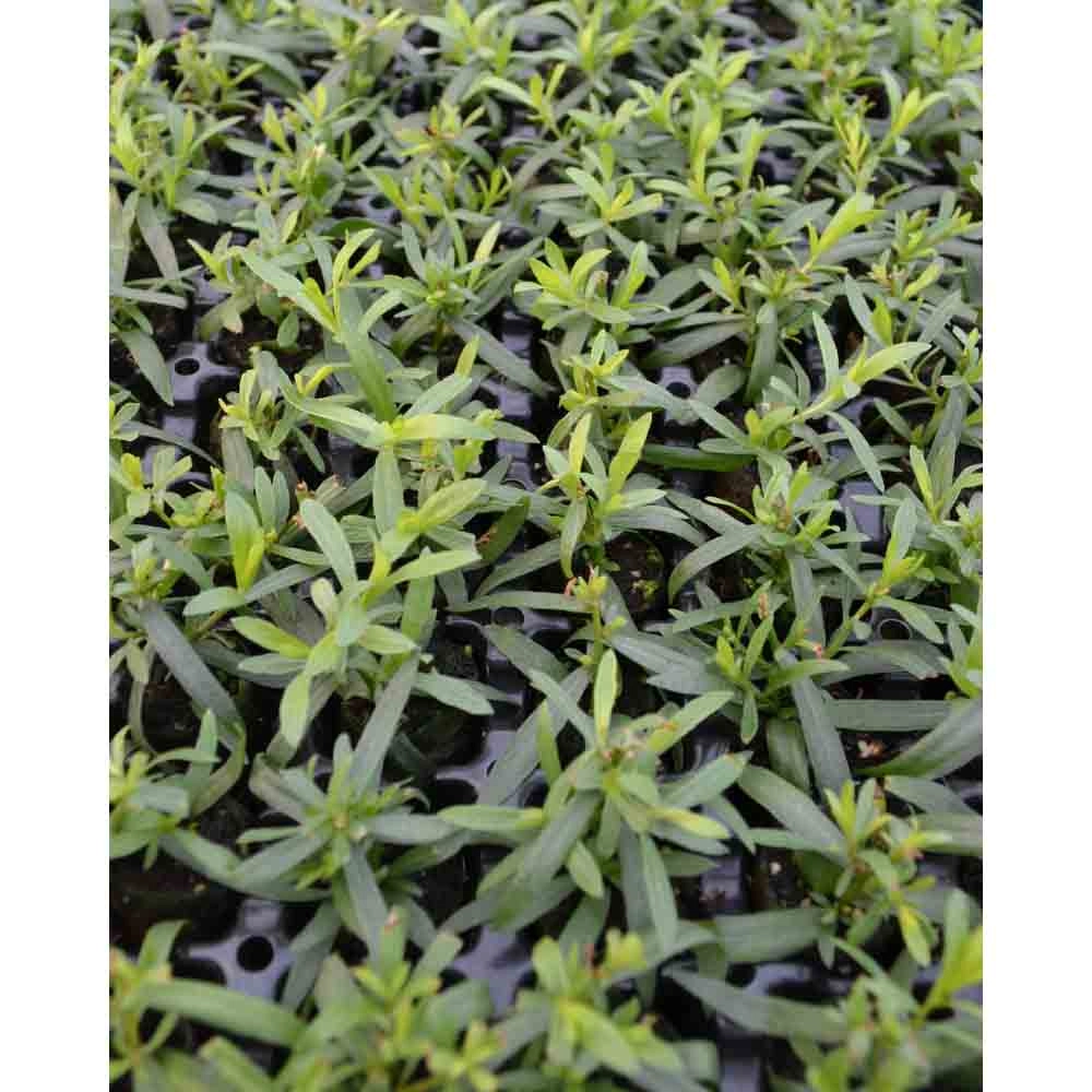 Estragon / Poivrier / Artemisia dracunculus - 3 plantes en motte