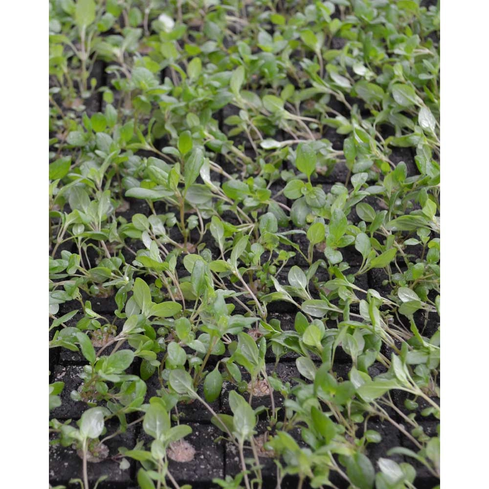 Majeranek - 6 roślin w bryle korzeniowej