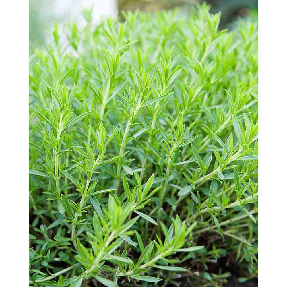 Tarragon / Pieprzowiec / Artemisia dracunculus - 3 rośliny w bryle korzeniowej