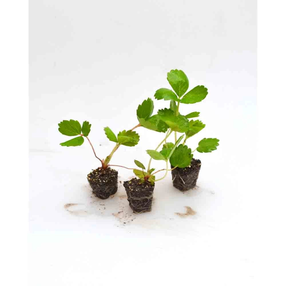 Erdbeere / Rosana® F1 - 3 Pflanzen im Wurzelballen