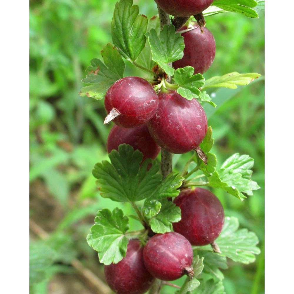 Grosella espinosa roja / Giggles® Red - 1 planta en maceta