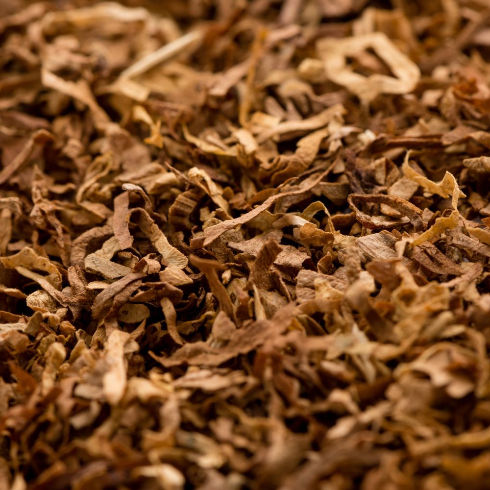 Tabakpflanzen / Havanna Dunkelrot - 3 Pflanzen im Wurzelballen