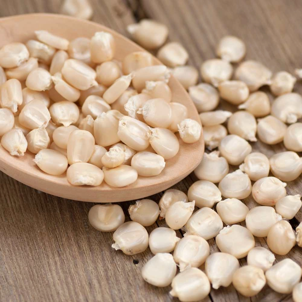 Popcorn maïs / Berenpoot - 10 zaden