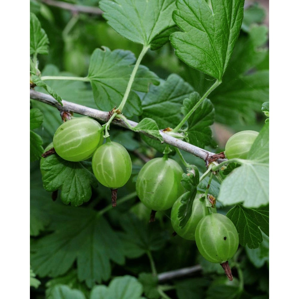 Green Gooseberry / Giggles® Green - 1 plant in pot