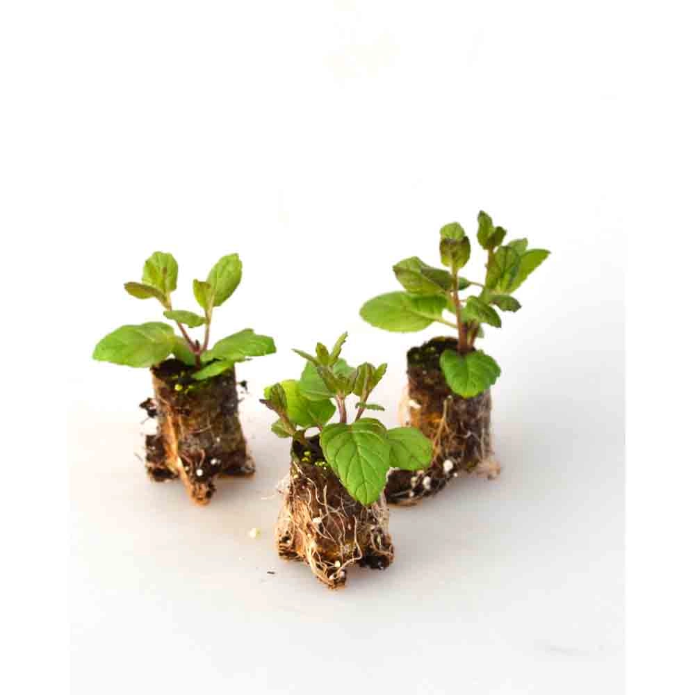 Mięta pieprzowa / ogrodowa - 3 rośliny w bryle korzeniowej