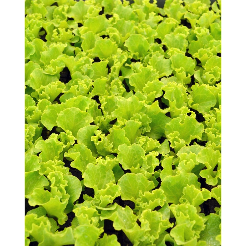 Lollo lettuce - various quantities