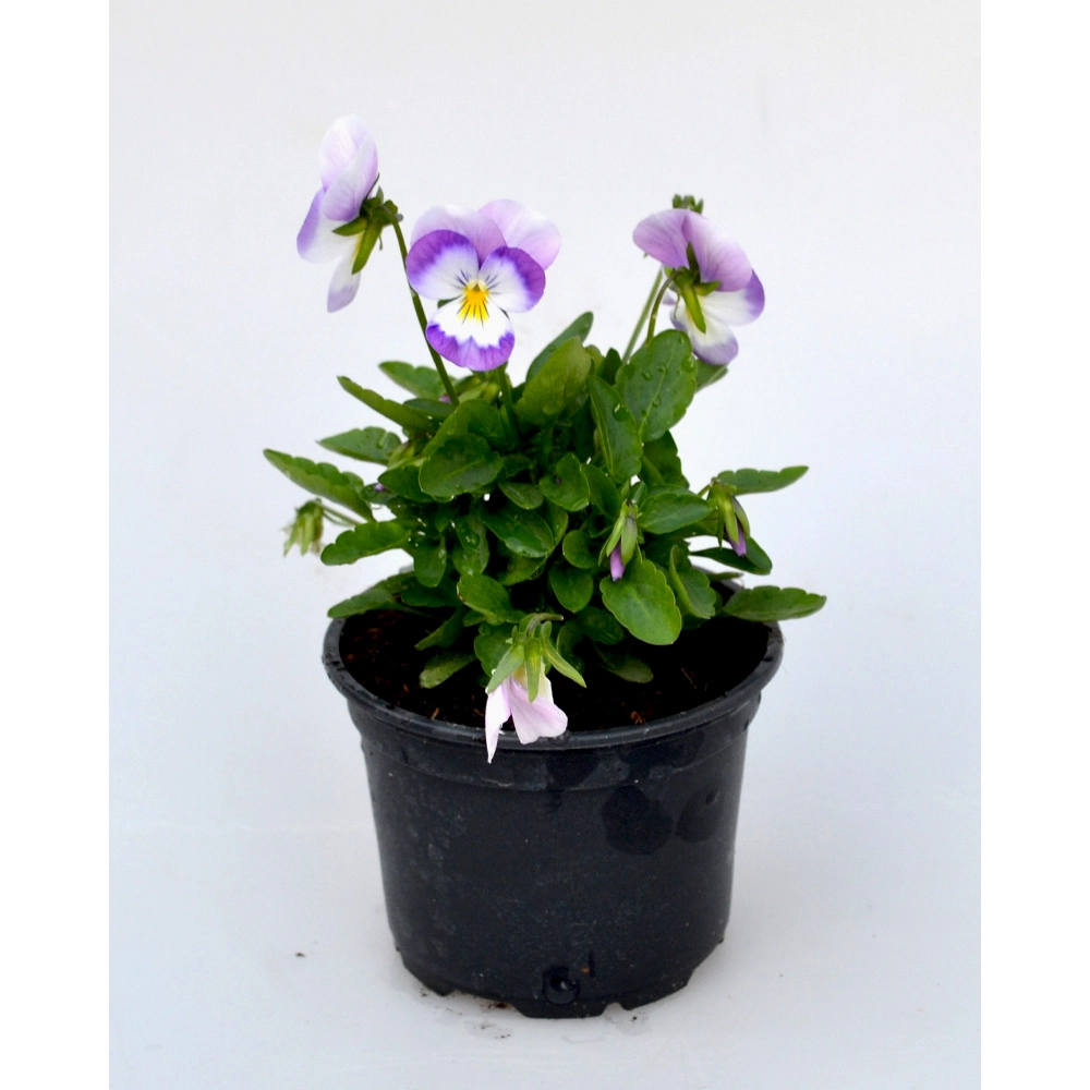 Viooltje - Wit-Roze / Viooltje - 1 plant in een pot