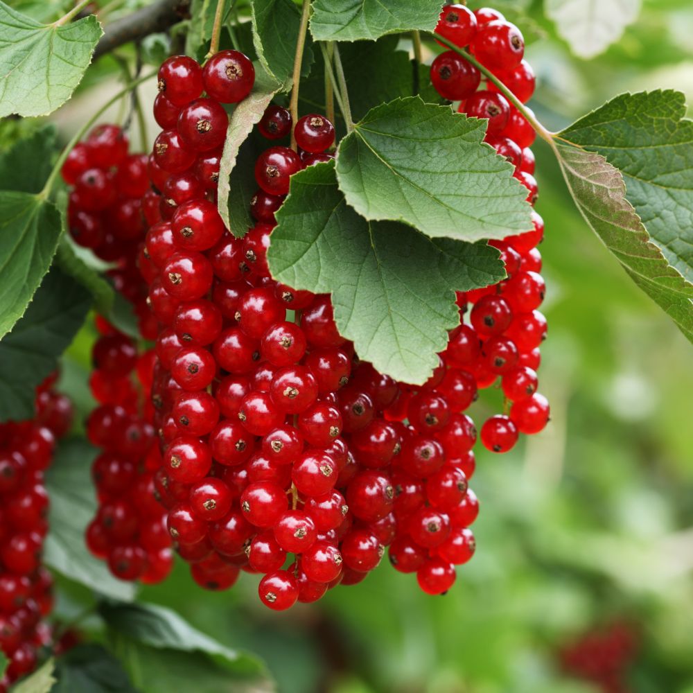 Czerwona porzeczka / Summer Pearls® Red - 1 roślina w bryle korzeniowej XXL