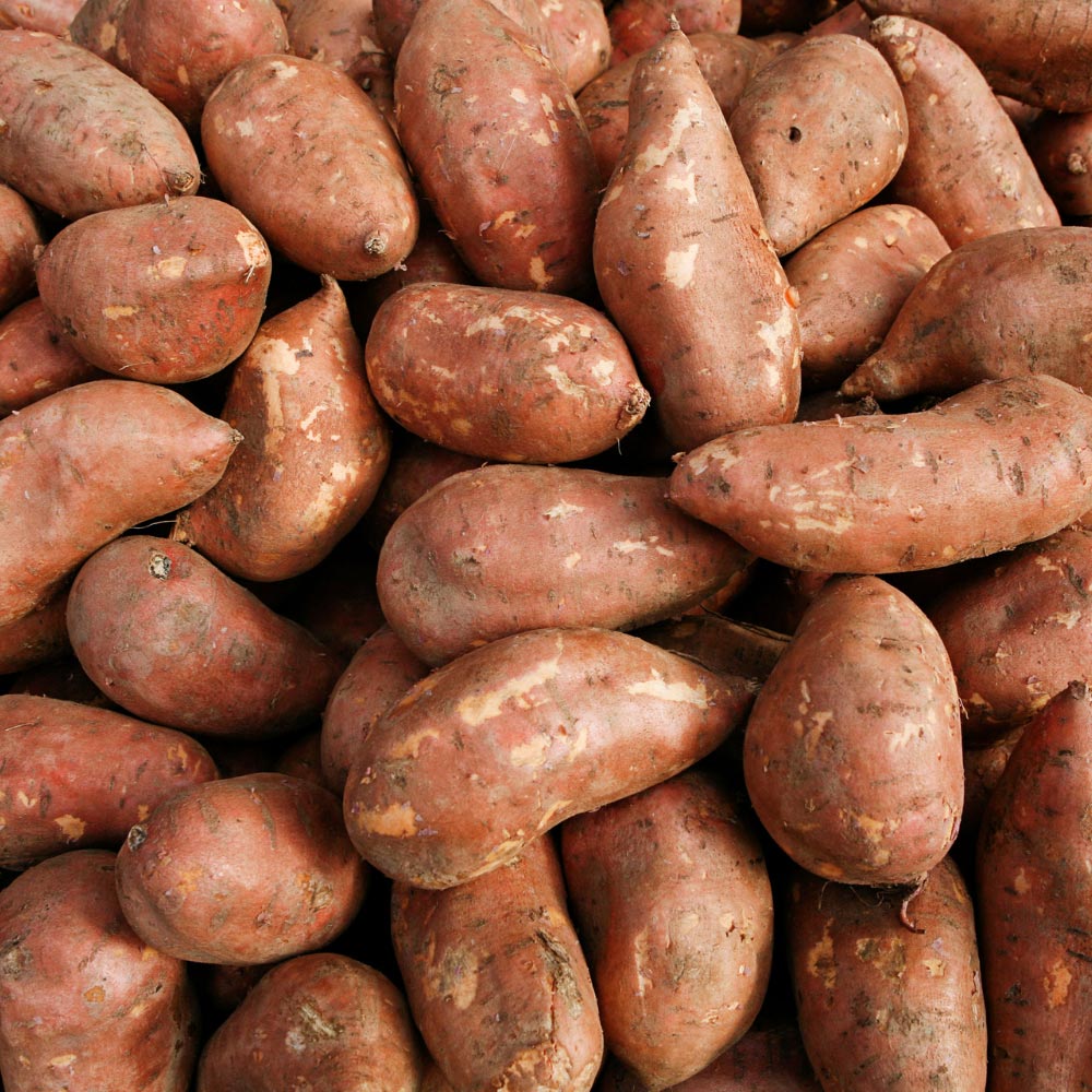 Słodki ziemniak / Erato® Deep Orange - 3 rośliny w bryle korzeniowej