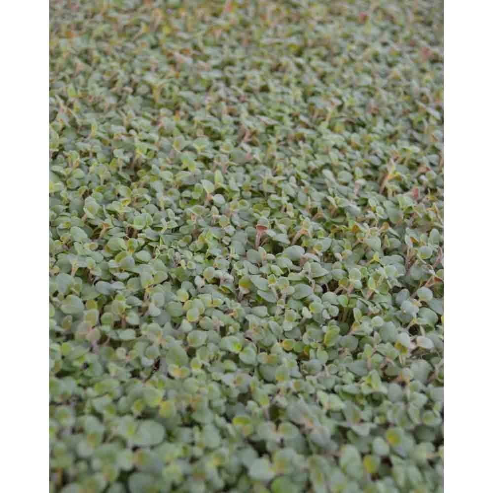 Oregano / Kreta - Origanum hirtum - 3 planten in kluit