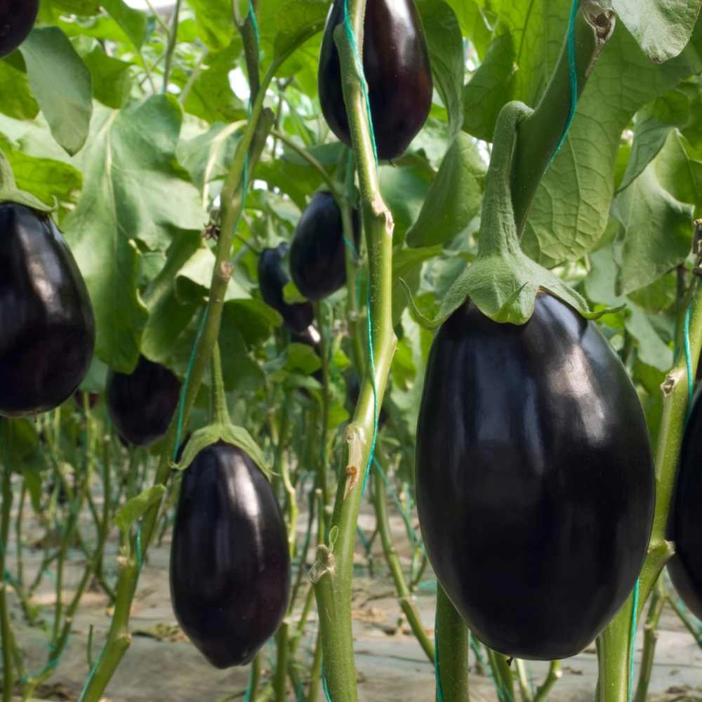Eggplant / Black Beauty - 15 seeds