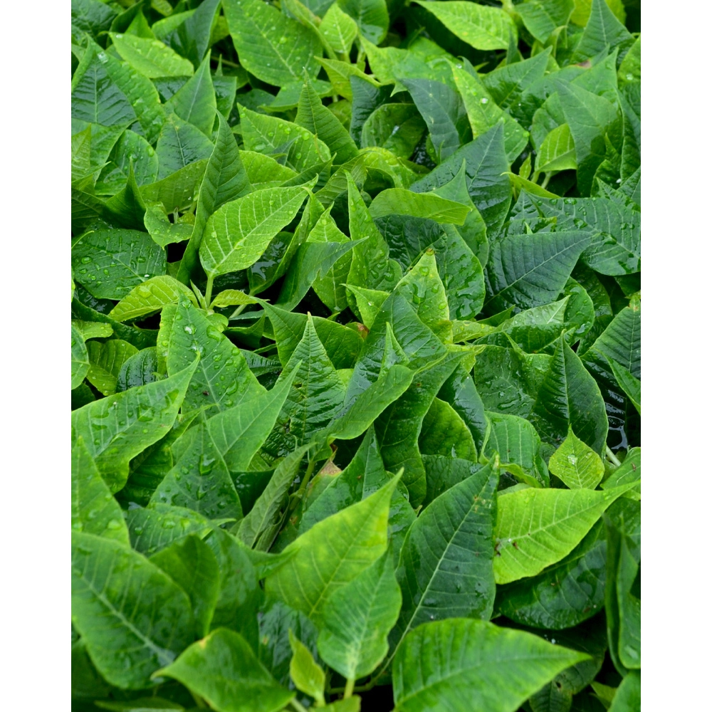 Poinsecja / Alpina - 3 rośliny w bryle korzeniowej