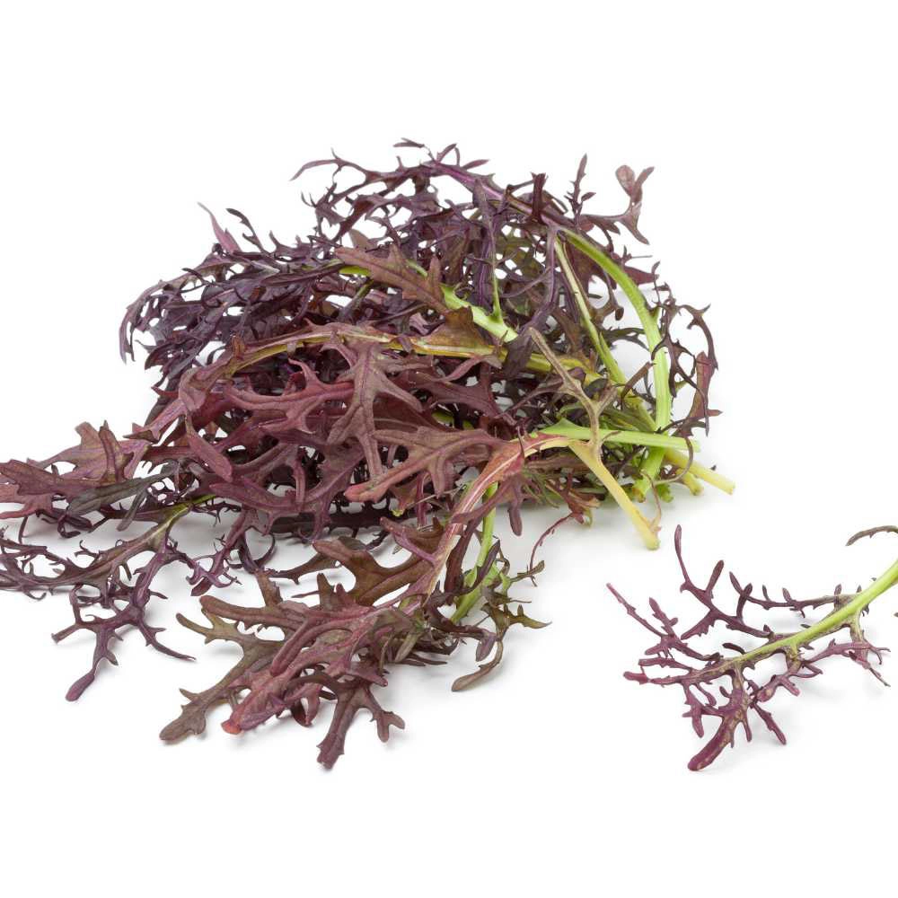 Asia-Salat / Mizuna Red - 100 Samen