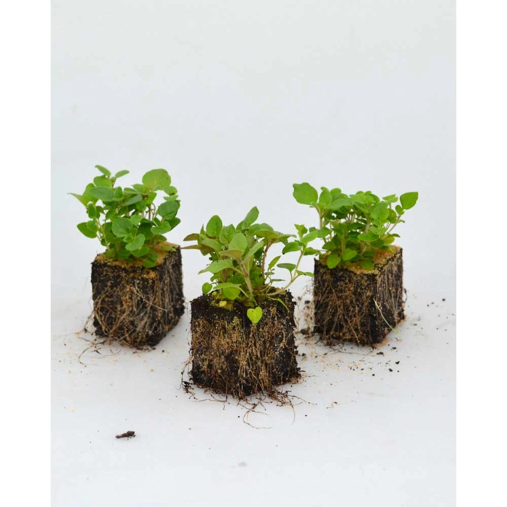 Oregano - 6 roślin w bryle korzeniowej