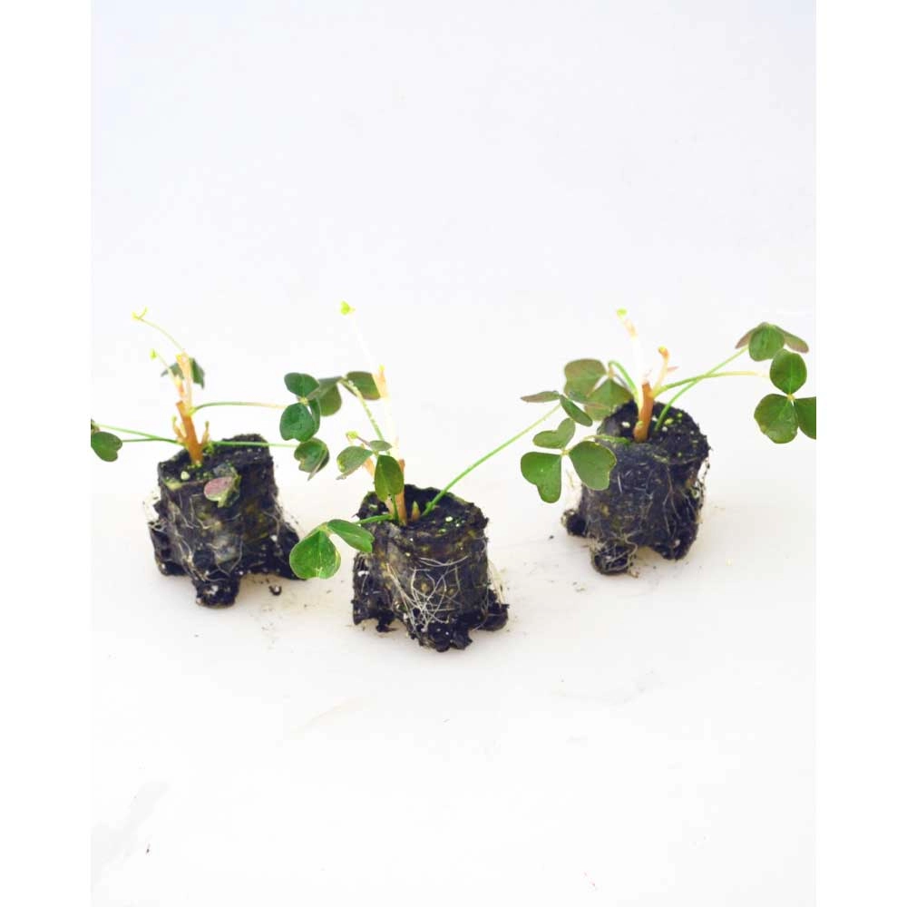 Oseille du Pérou - Giggles® / Oka - 3 plants en motte