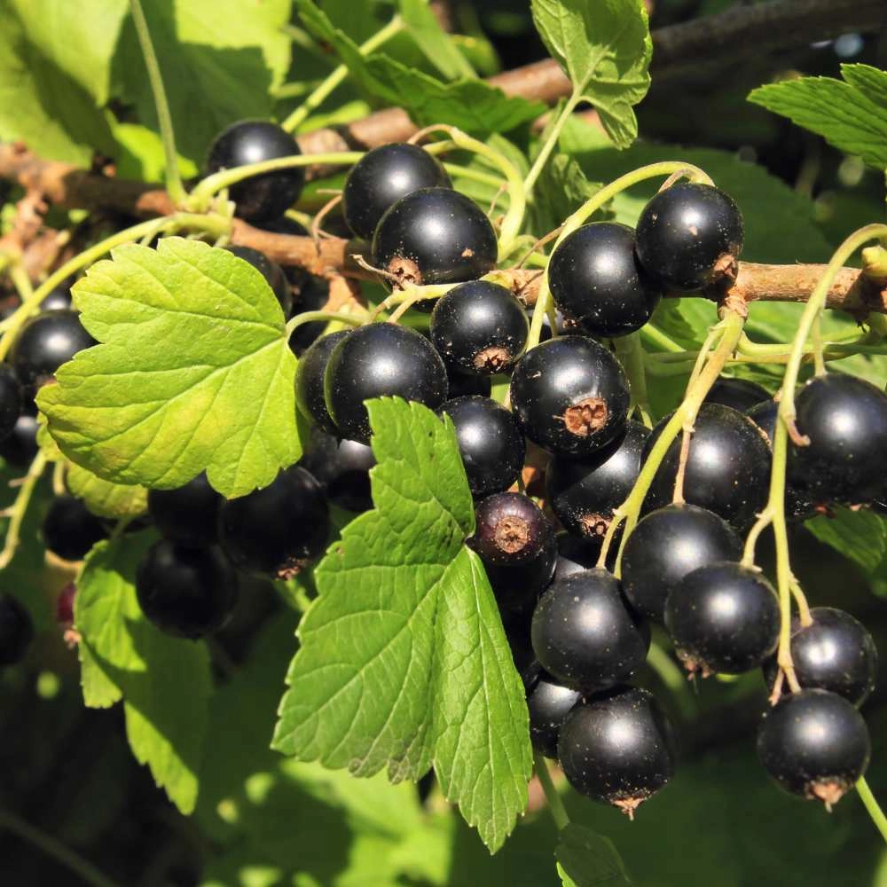 Schwarze Johannisbeere / Summer Pearls® Patio Black - 1 Pflanze im Topf