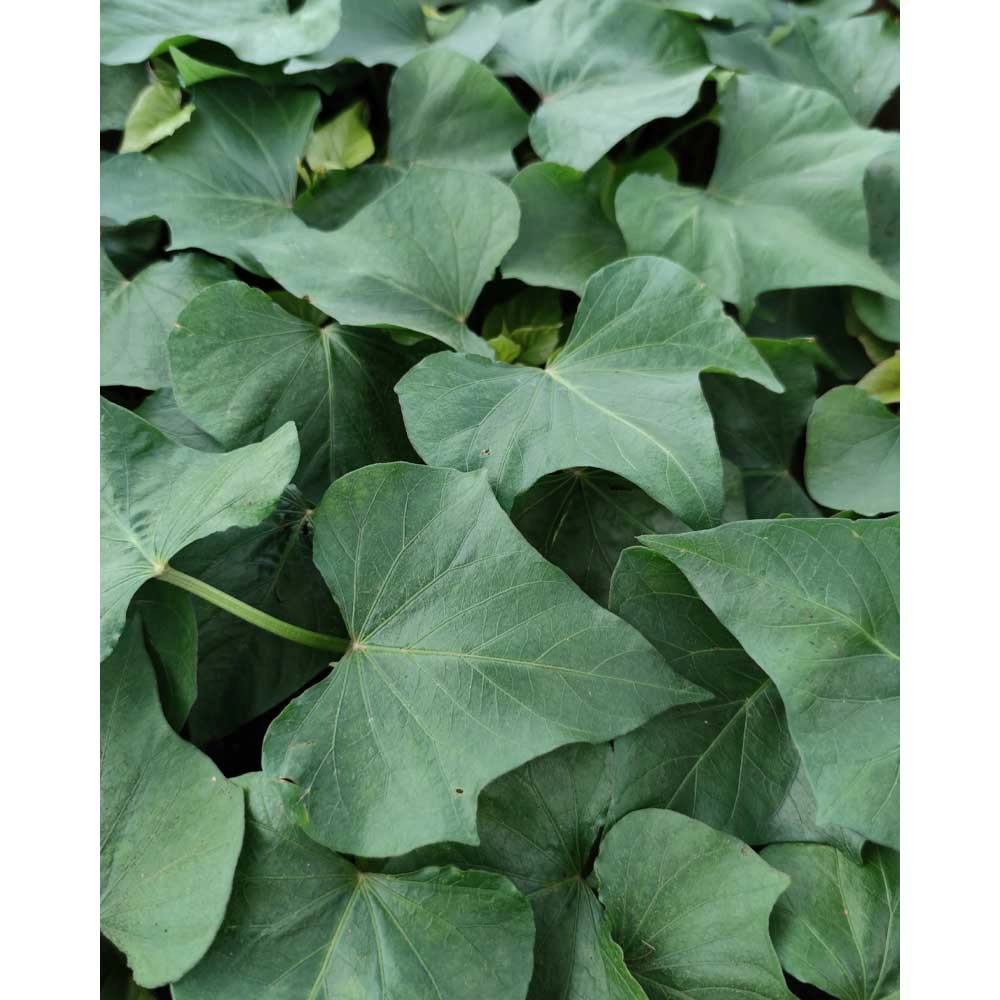 Słodki ziemniak / Erato® Orange - 3 rośliny w bryle korzeniowej