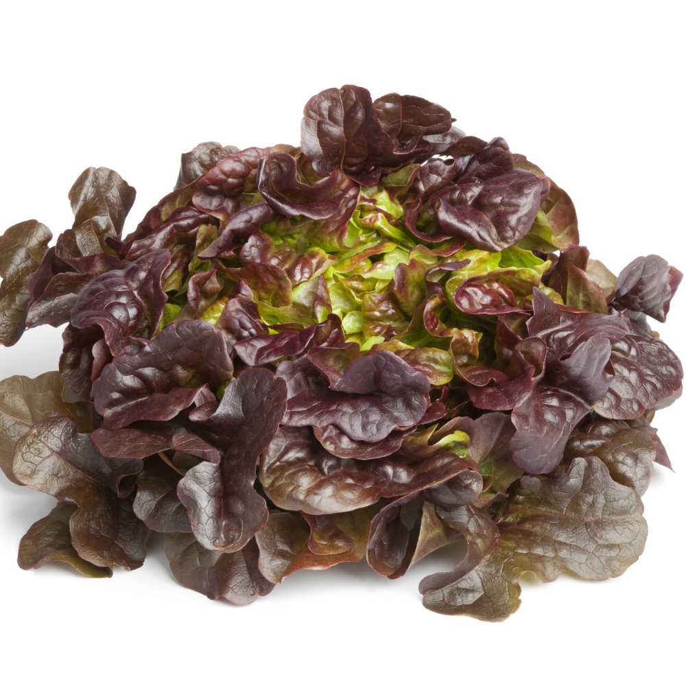 Eichblattsalat / Salad bowl rossa - 200 Samen