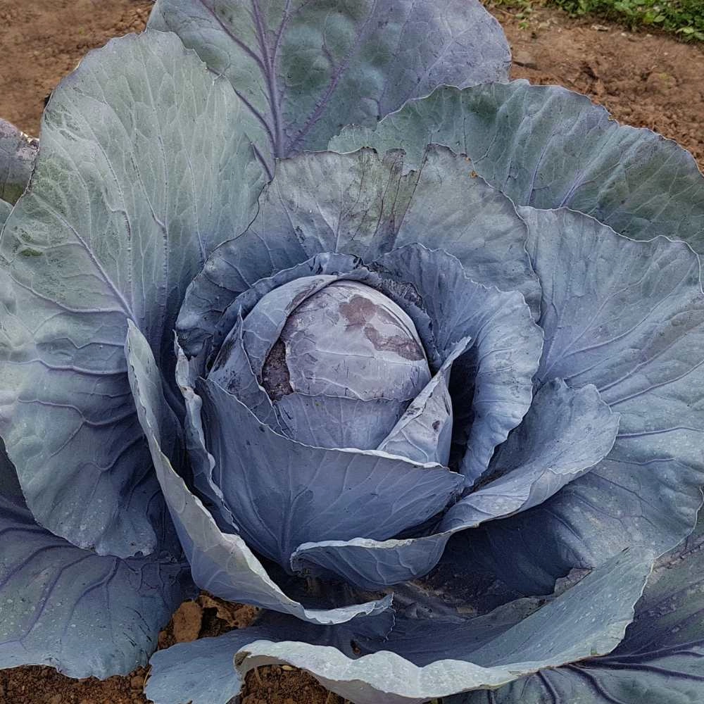 Red cabbage / Roodkop - 100 seeds