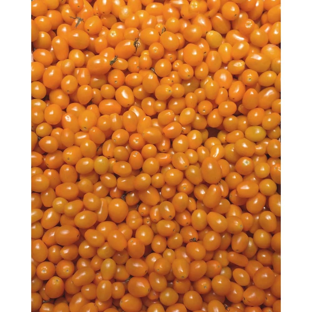 Tomate cherry / Mirado® Orange F1 - 3 plantas en cepellón