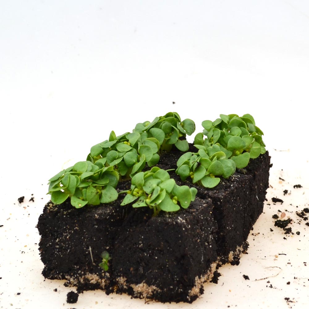 Basilic / vert - 6 plants en motte