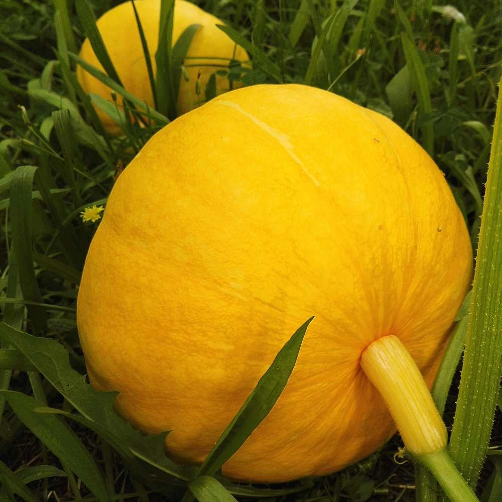 Pumpkin / Yellow centner - 5 seeds