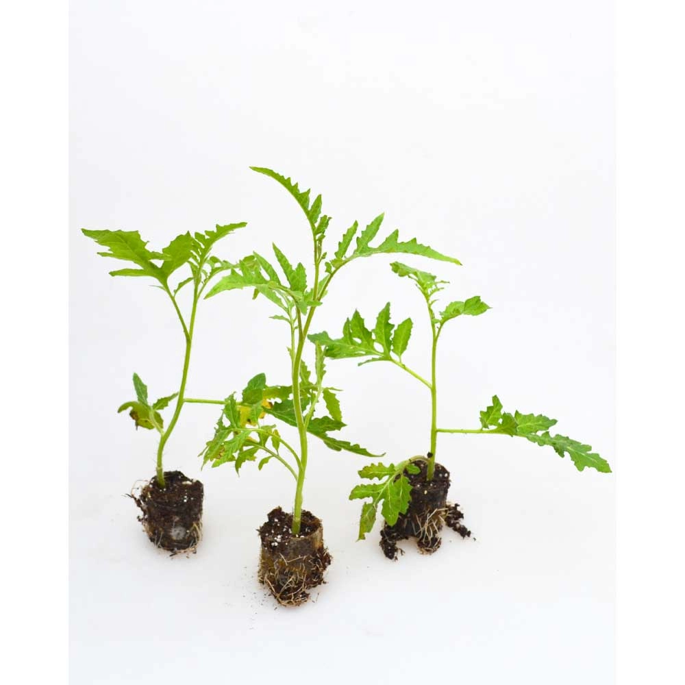 Pomidor Lychee / StarBenas® - 3 rośliny