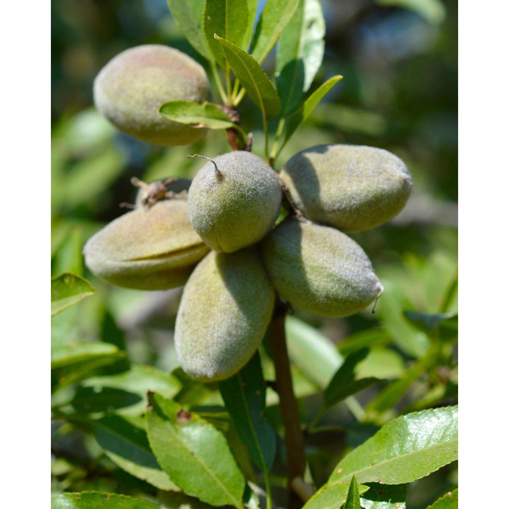 Süß-Mandel / Nut Me® Almond - 1 Pflanze im Topf