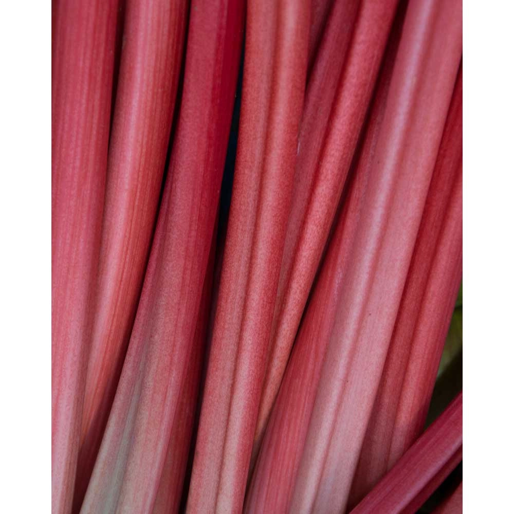 Rabarber Sanvitos® Red / Rheum rhabarbarum - 1 plant in een pot