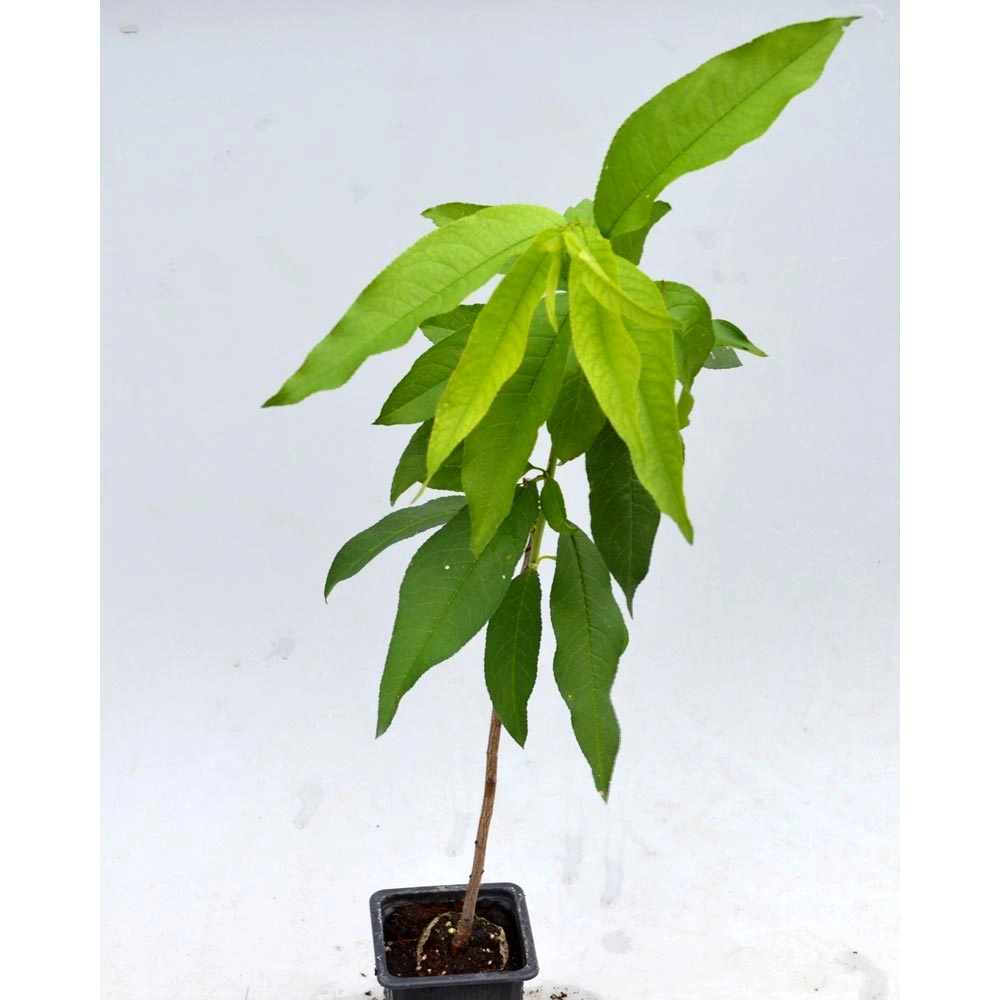 Balkon-Nektarine / Fruit Me® Necta Me - 1 Pflanze im Topf