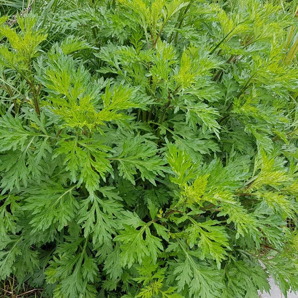 Artemisia / Artemisia - 100 semi