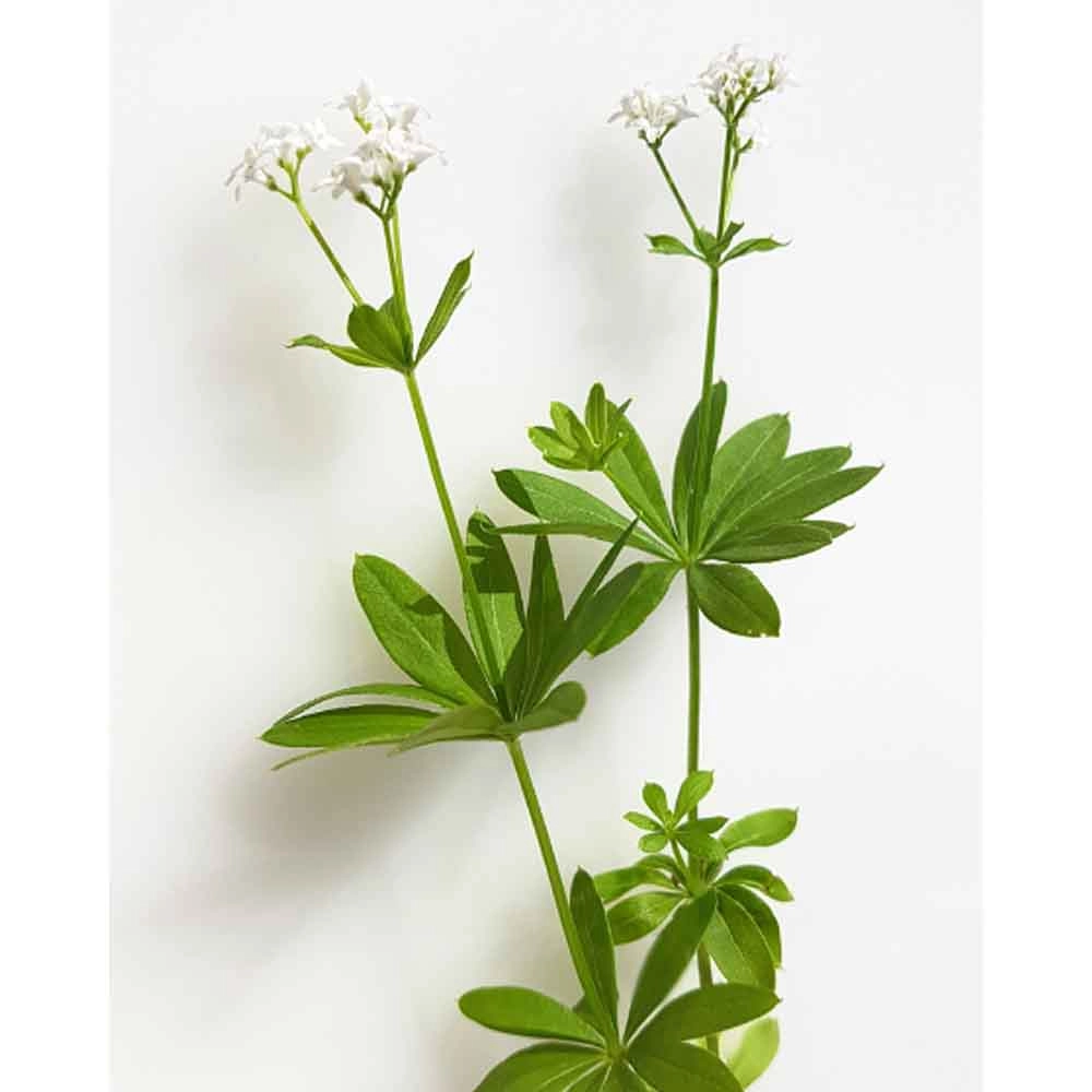 Woodruff / Sterntaler - Galium odoratum - 3 plantas en cepellón